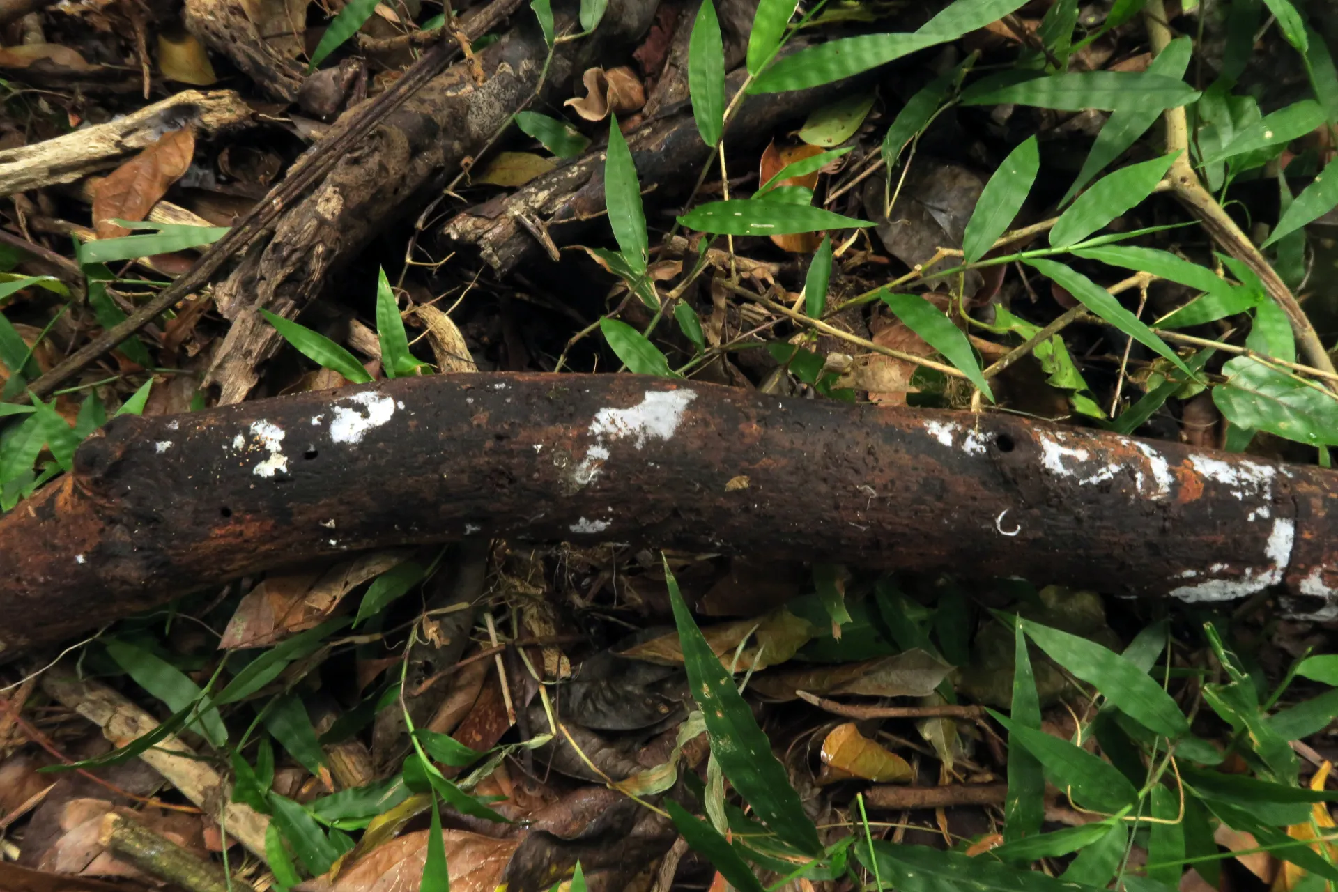 Subulicystidium longisporum - 1 - IMG_3393